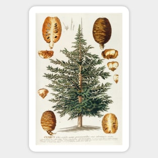 Cedar tree and cone dissectation - Cedrus - botanical illustration Sticker